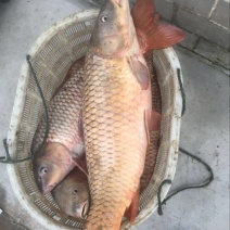 鲤鱼