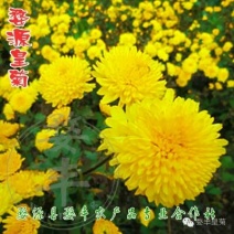 皇菊茶四级
