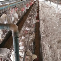 粉蛋食用50g以下