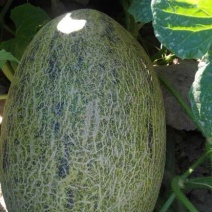 西州蜜瓜
