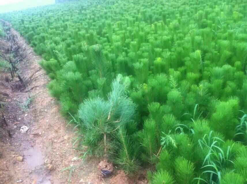 油松幼苗与成年树对比图