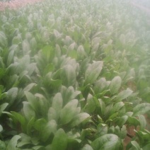 越冬菠菜20~25厘米