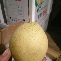 雪花梨400~450g纸袋