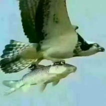 池鲤鱼食用1~2公斤
