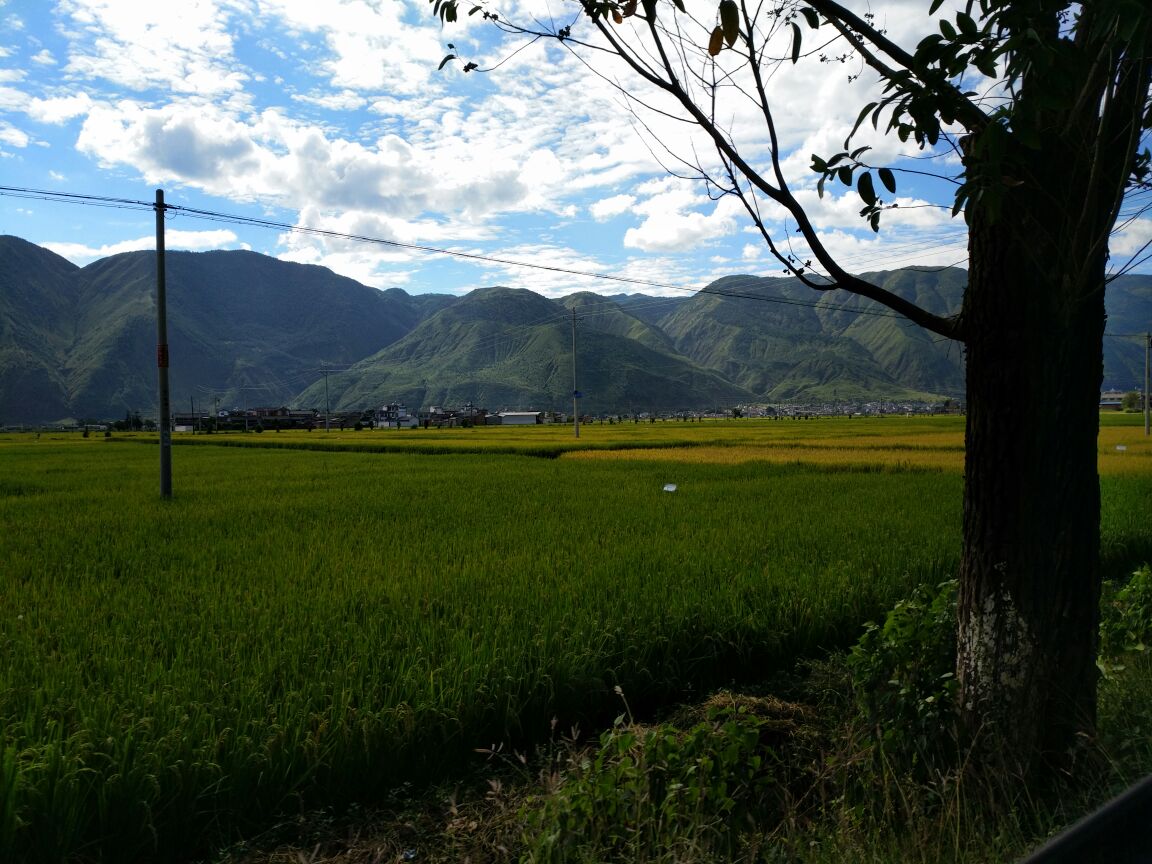 黑玛卡种植与采收场景