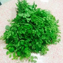 辣木茶一级