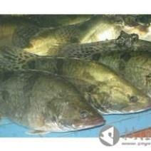 翘嘴鳜食用活鱼20~30cm