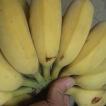 西贡蕉八成熟