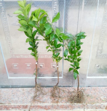 早熟三华李苗三月李树苗