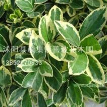 金边黄杨苗30~40cm