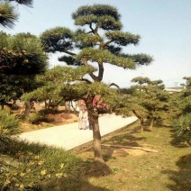 造型松