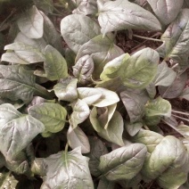 黑叶菠菜10~15厘米