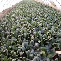 黑叶菠菜15~20厘米