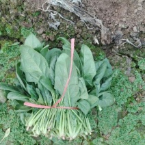 越冬菠菜25~30厘米