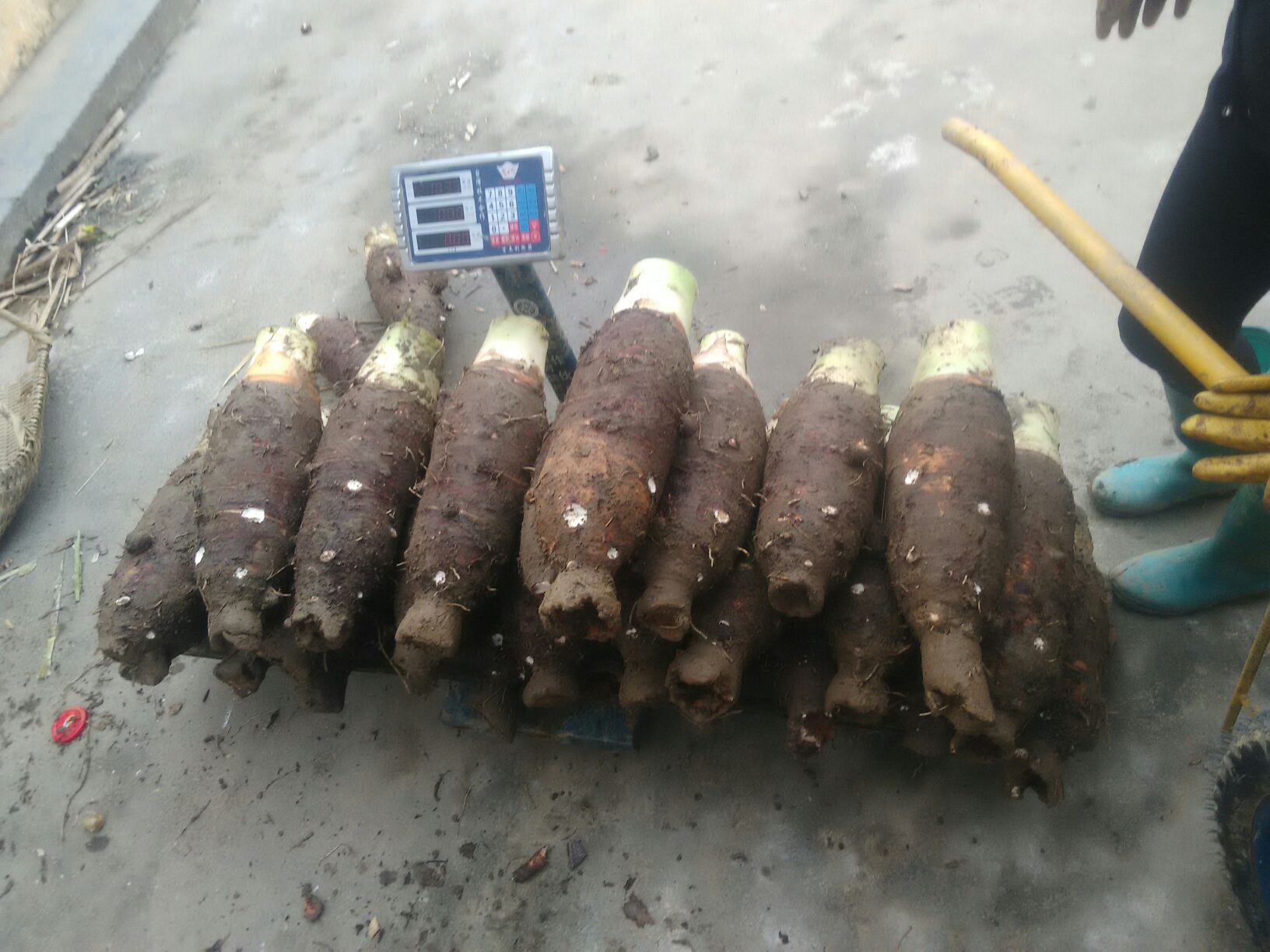 展示挑选芋头时如何通过手感判断质量,对比轻重不同的芋头 挑选芋头的手感对比图