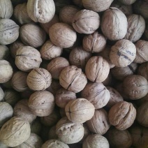薄皮核桃25mm以下去皮干