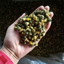 杭州白菊散装