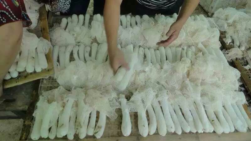 竹荪护色处理流程示意图