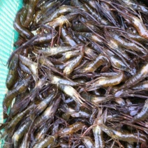 青虾虾苗26~30只/kg