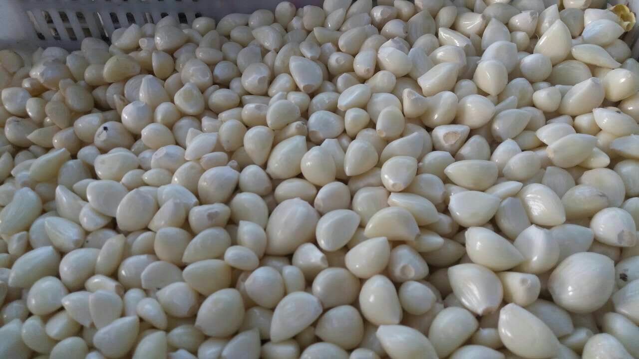 农户戴棉质手套在木质工作台上手工掰开蒜头,动作轻柔,蒜瓣完整分离,背景可见分级竹匾内按大小分装的蒜瓣,台面整洁无碎屑 人工分瓣操作实景图