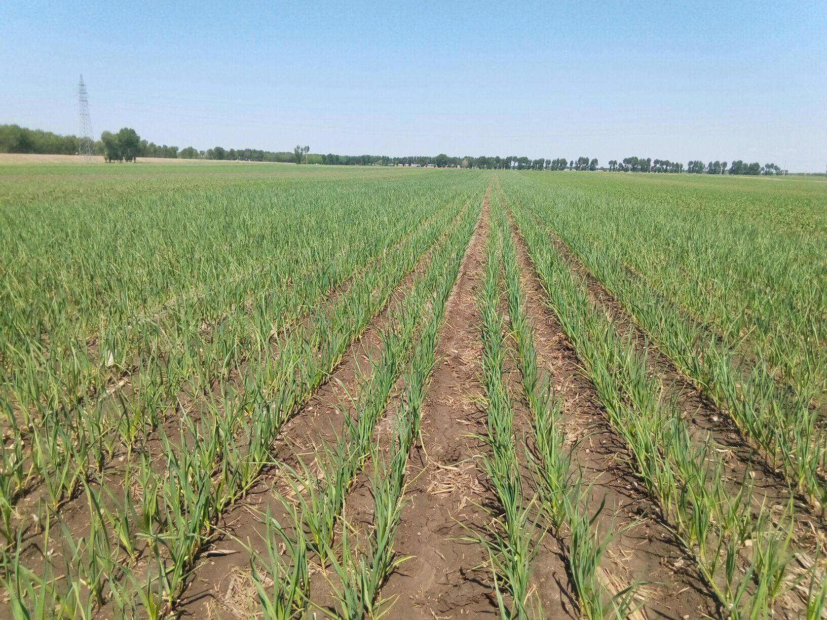 白皮蒜种植示意图,展示秋季播种场景,田间整齐排列的蒜田,农民正在劳作 白皮蒜种植示意图
