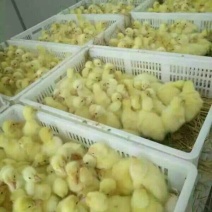 狮头鹅苗250g以下
