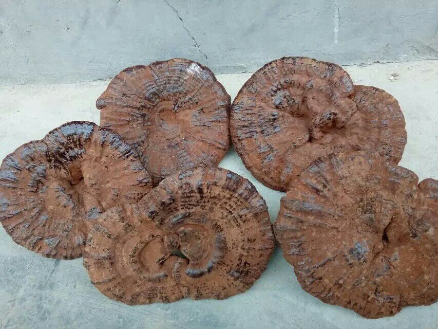 乌灵参鲜品特写：墨黑色不规则块状子实体，表面具细微纵纹与浅褐色菌索附着，置于竹编托盘中，背景为湿润山地腐殖土环境