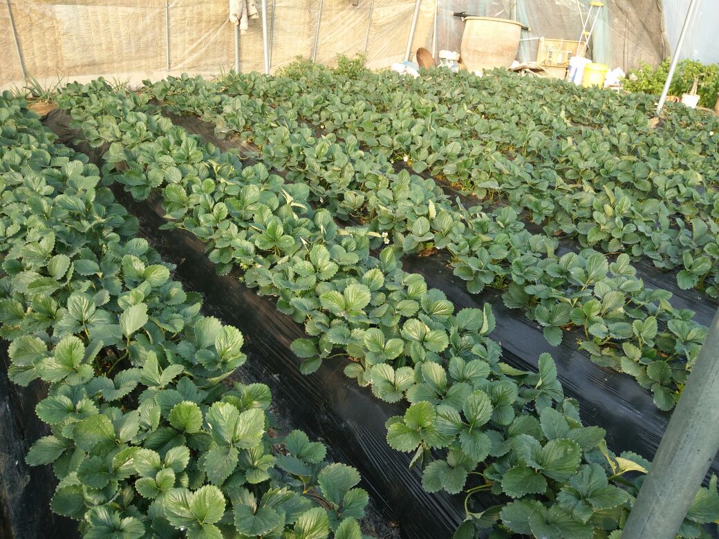山东省潍坊市昌乐县鄌郚镇连片钢架大棚群,棚内采用双蔓整枝+蜜蜂授粉模式,棚顶覆盖PO膜透光率达92%,地面铺设黑色地膜抑制杂草并提升地温 昌乐县鄌郚镇新红宝西瓜标准化大棚种植基地航拍图