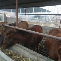 蒙古马200~300kg