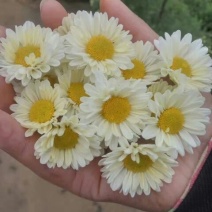 白菊花茶