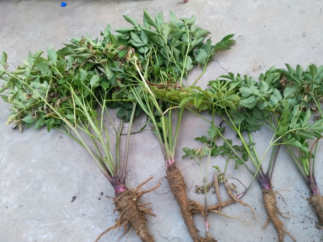 展示香白芷植株整体形态,茎叶翠绿,花白色,根部粗壮 香白芷植株全貌