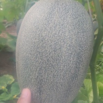 西州蜜瓜3斤以上长圆形