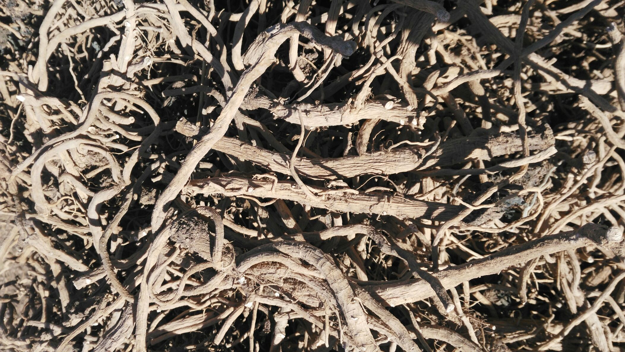 刺儿菜根系结构与药效作用机制示意图