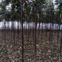 栾树
