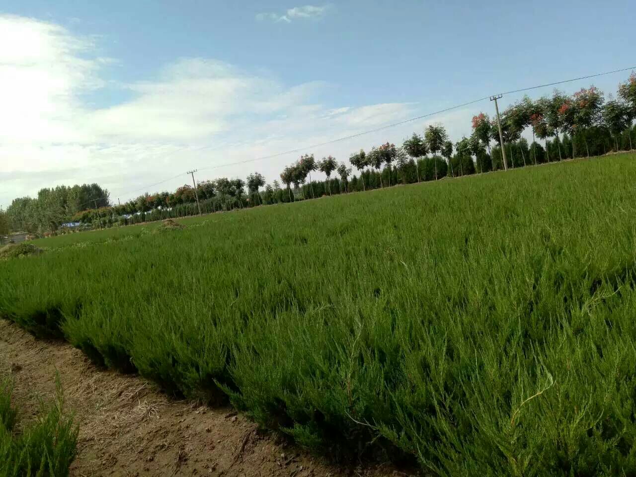 一群小学生围在一棵龙柏树旁,老师手持放大镜指向枝条上的毛球状结构,孩子们认真聆听,背景为校园绿地,体现自然教育场景 儿童在老师带领下观察龙柏枝条