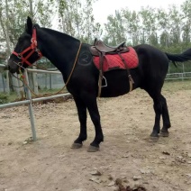半血马300~400kg