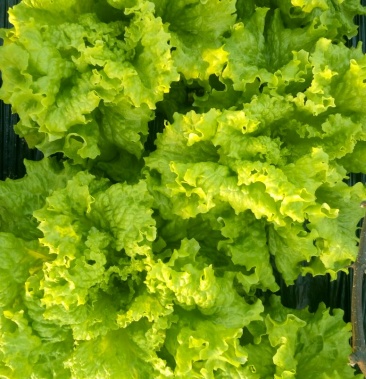 [生菜批发]美国大速生生菜 5两~6两价格2.40元/斤 - 一亩田