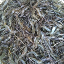 河虾活虾26~30只/kg