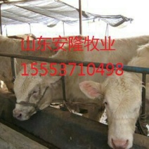 肉驴苗