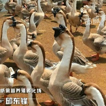 狮头鹅苗250g以下
