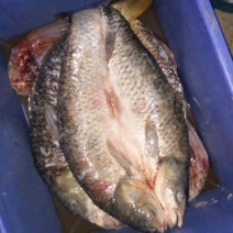 鲤鱼干