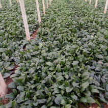 越冬菠菜25~30厘米
