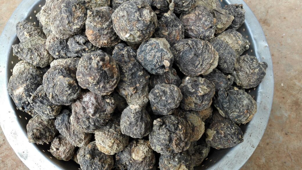 黑玛卡原产地实景：秘鲁安第斯山脉高原种植田，晨雾缭绕中可见成片深色块茎作物整齐生长，农民身着传统羊毛披肩正在手工采收，背景为积雪山峰与火山岩地貌