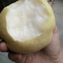 贡梨