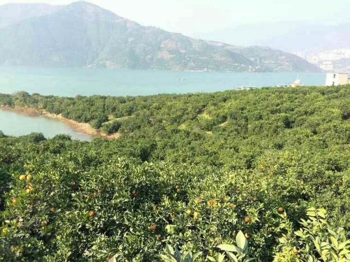 家庭厨房实景图：青花瓷碗盛放剥好的脐橙果瓣，旁边玻璃杯盛牛奶，桌上散落橙皮与牛奶盒（印有'赣南脐橙地理标志'及'巴氏杀菌'字样），一位母亲正将橙瓣轻放入孩子牛奶杯中