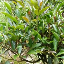 砖茶特级