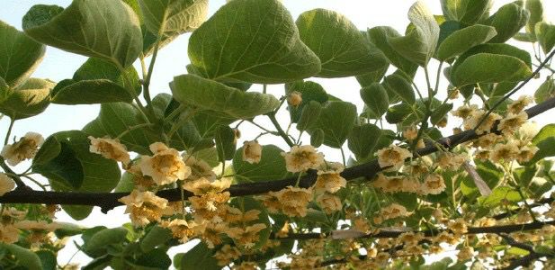 沙棘与猕猴桃植株对比图