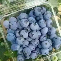 蓝莓12~14mm以上