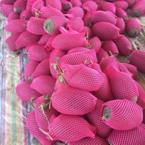 伽师瓜