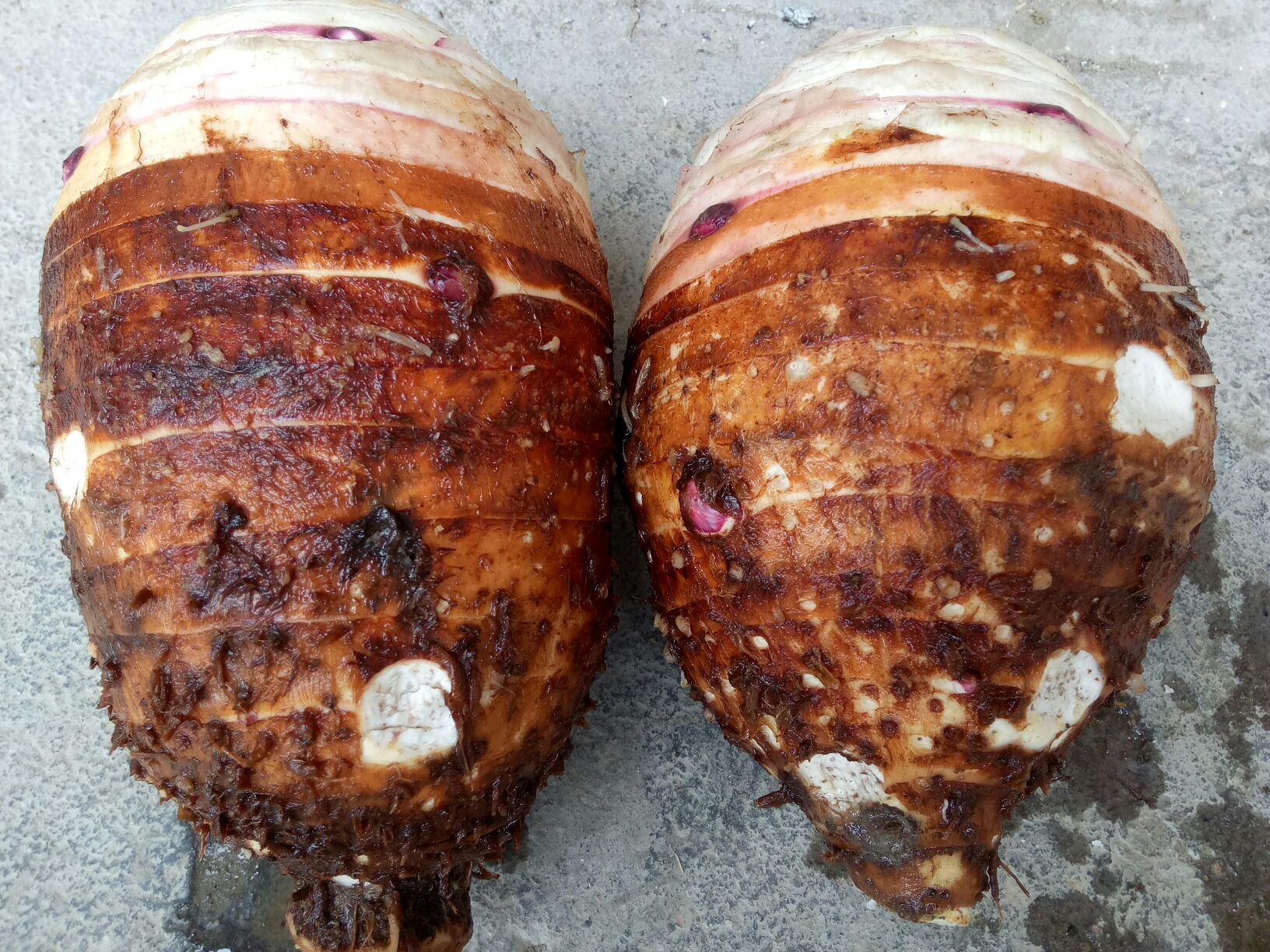 鲜芋与香芋对比图